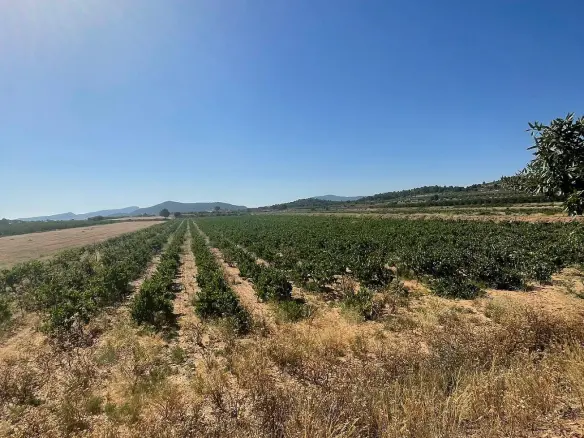 Land In Pinoso, Spain (37.000 M² Plot)