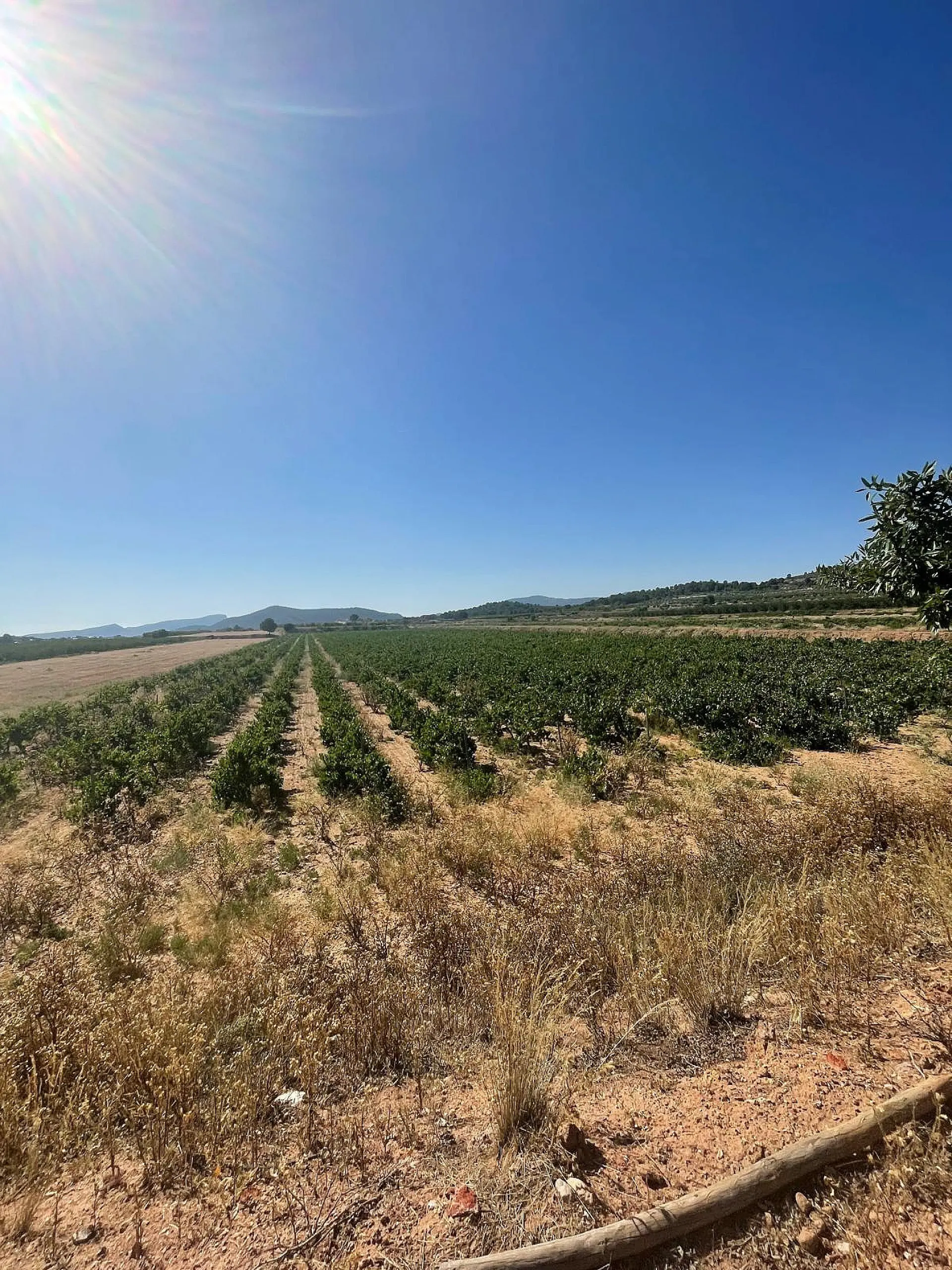 Land Of 0 M² In Pinoso, Spain