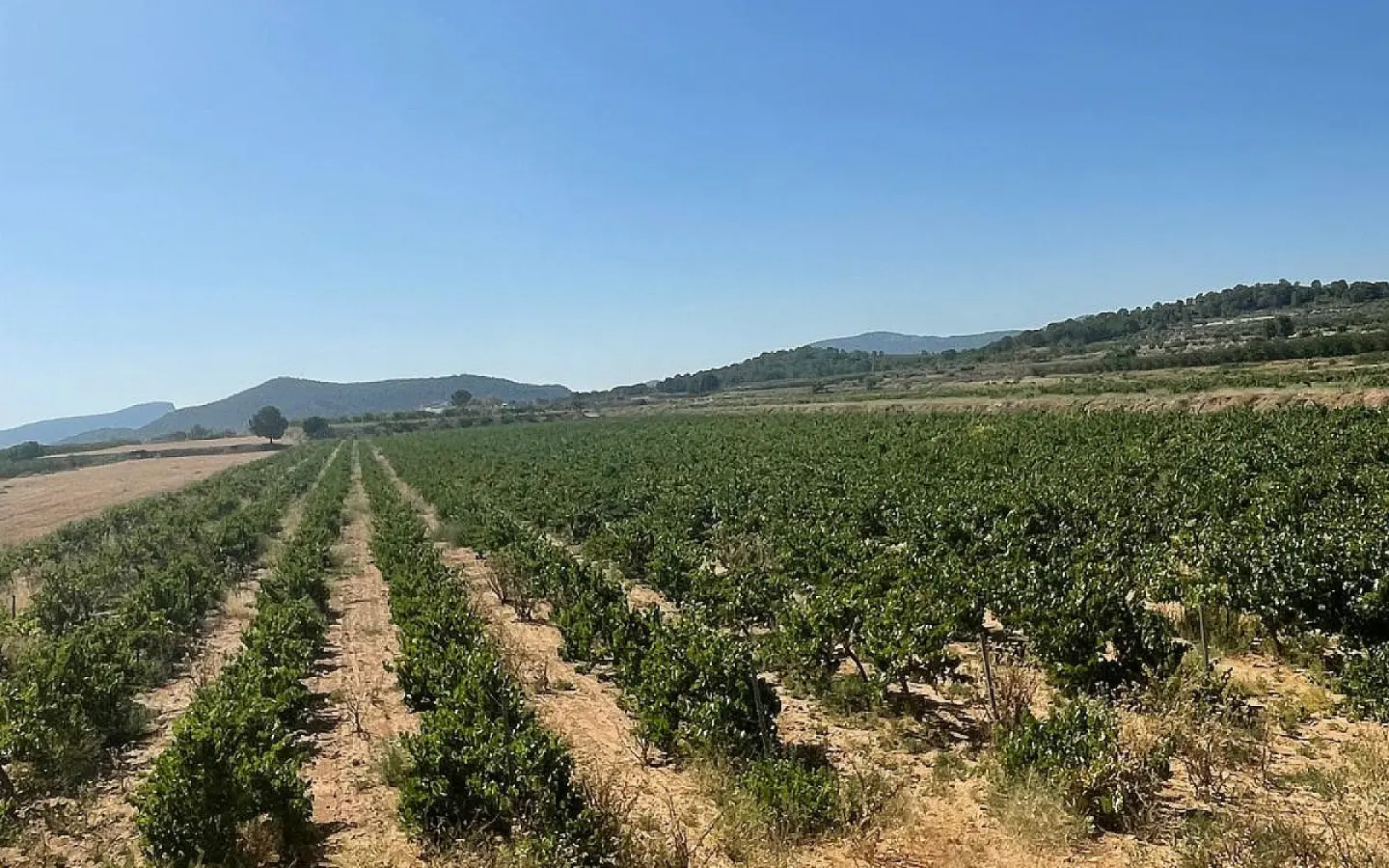 Land In Pinoso, Spain (37.000 M² Plot)