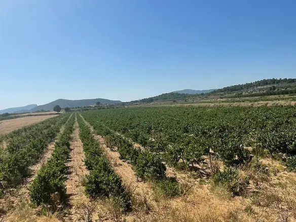 Land In Pinoso, Spain (37.000 M² Plot)