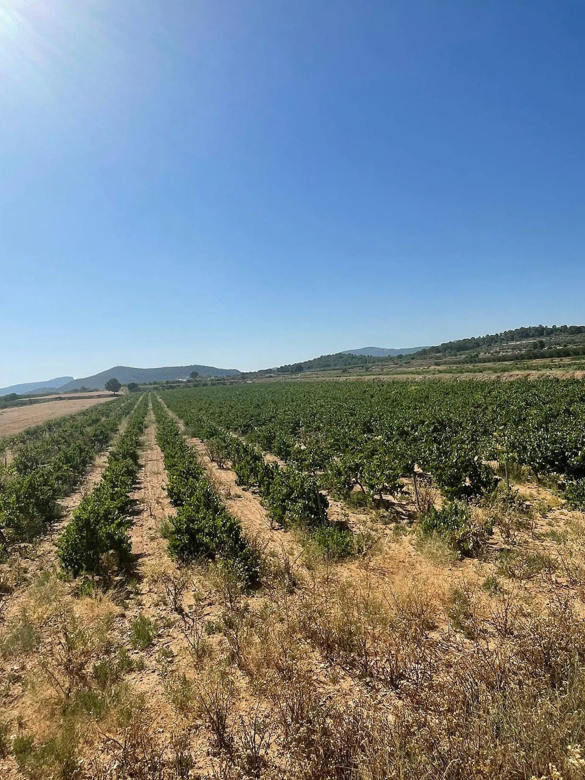 Land Of 0 M² In Pinoso, Spain