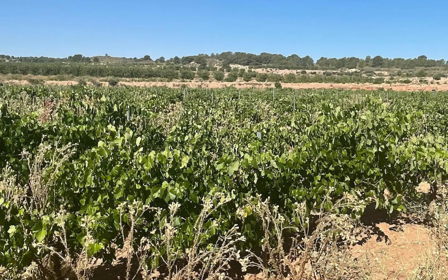 Land In Pinoso, Spain (37.000 M² Plot)