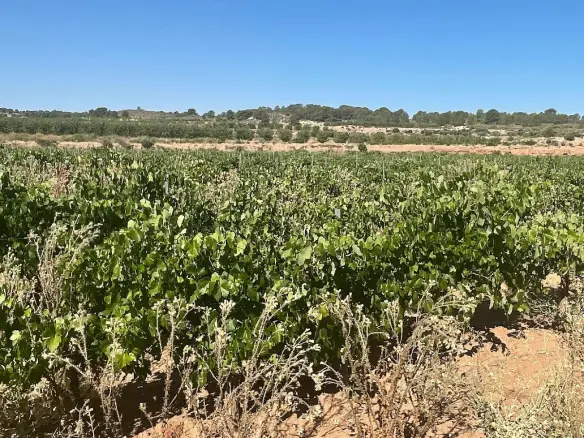 Land In Pinoso, Spain (37.000 M² Plot)
