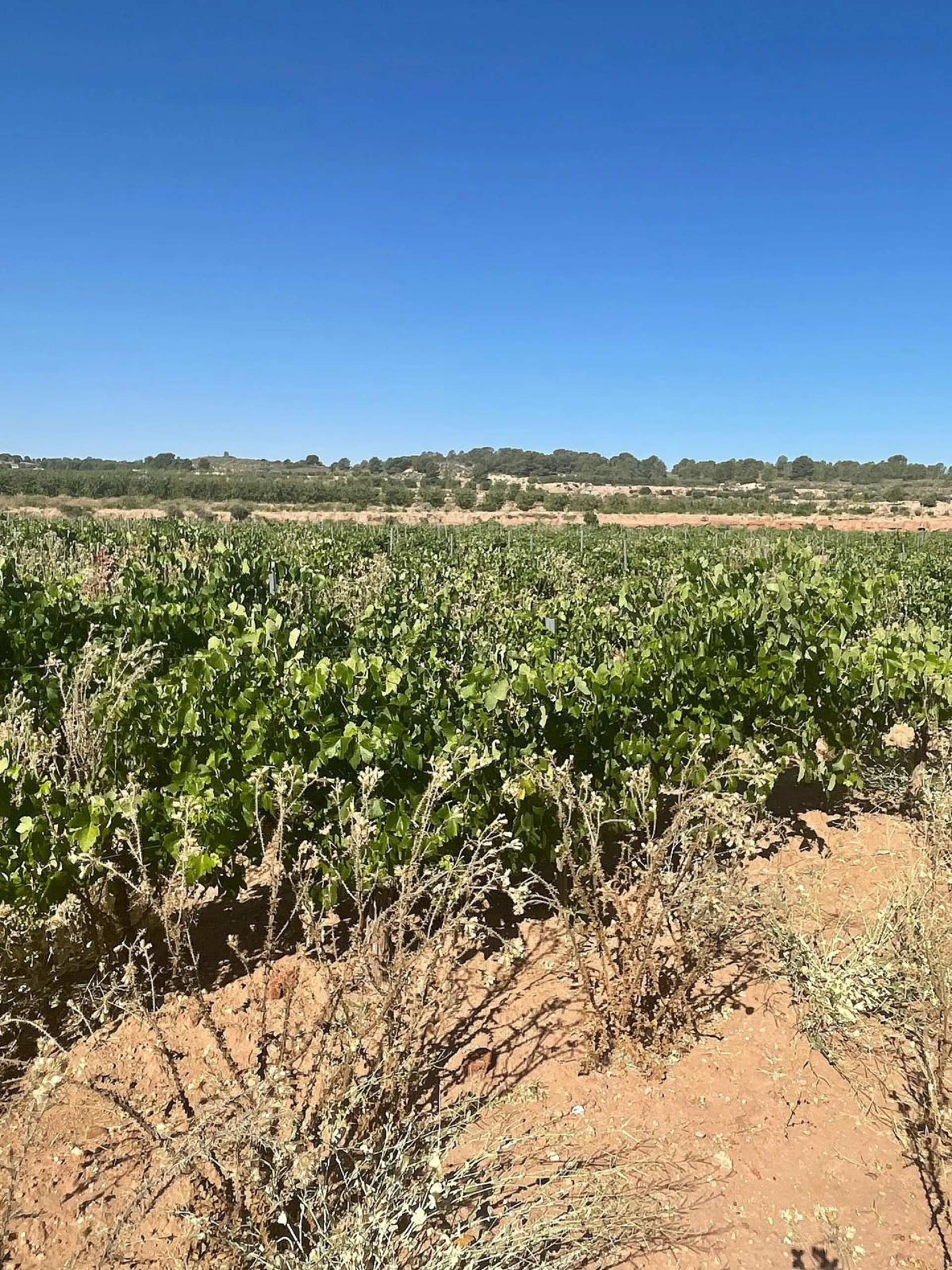Land Of 0 M² In Pinoso, Spain