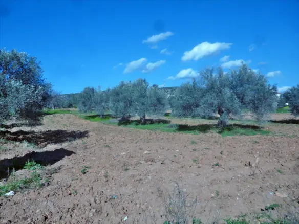 Land Of 3500 M² In Euboea