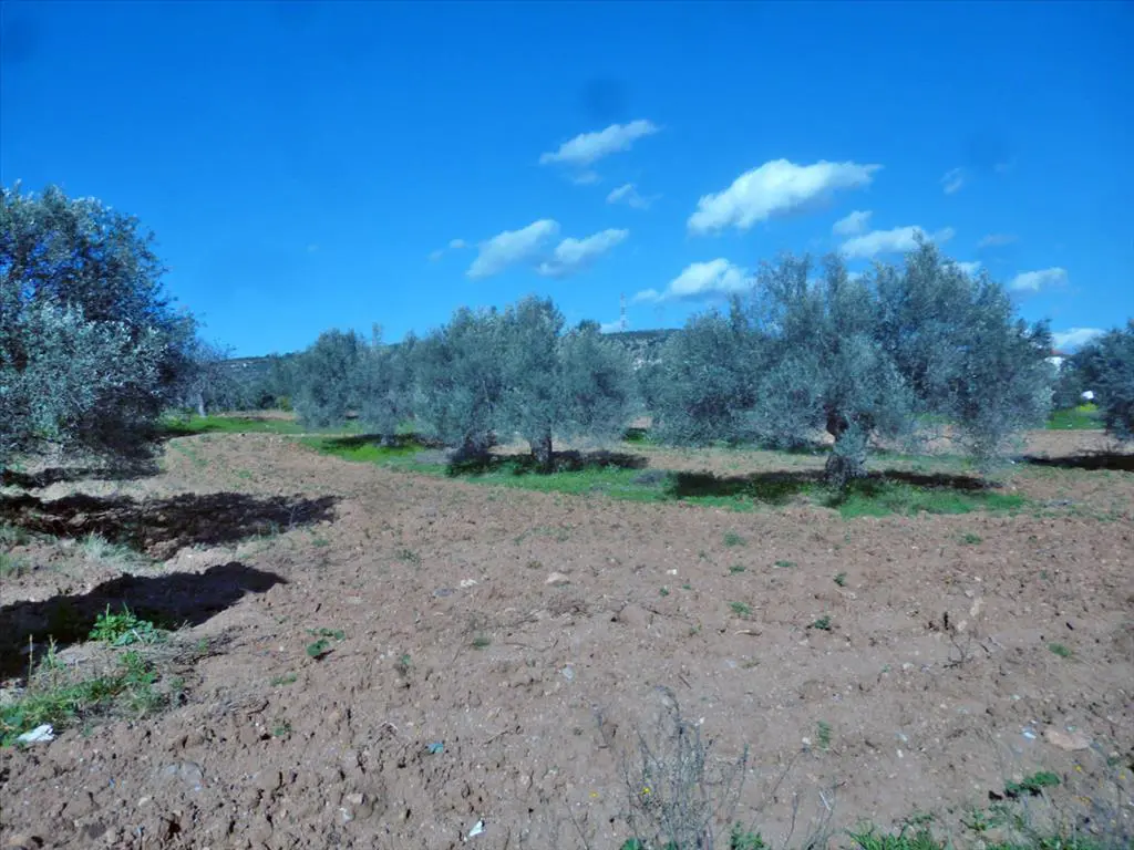 Land Of 3500 M² In Euboea