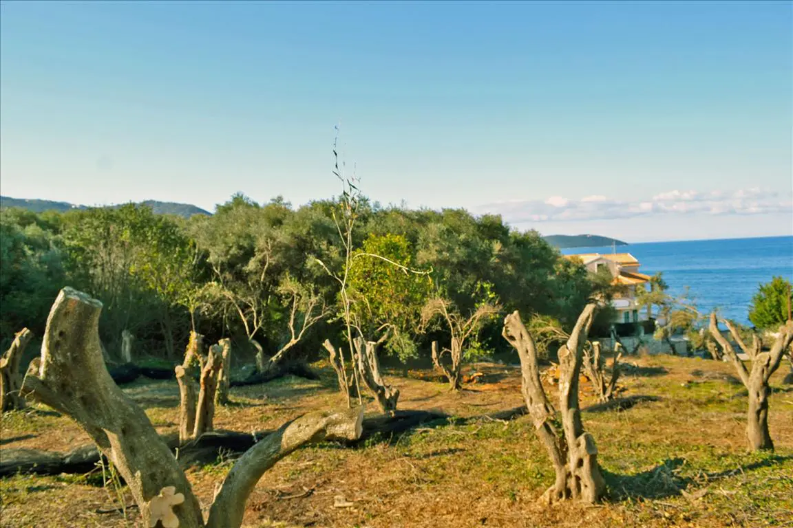 Land Of 4160 M² In Corfu