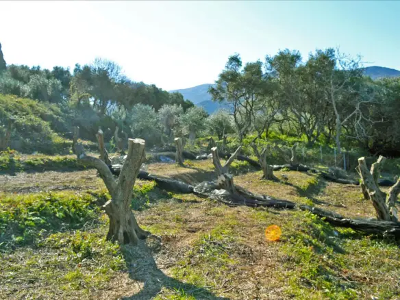 Land Of 4160 M² In Corfu