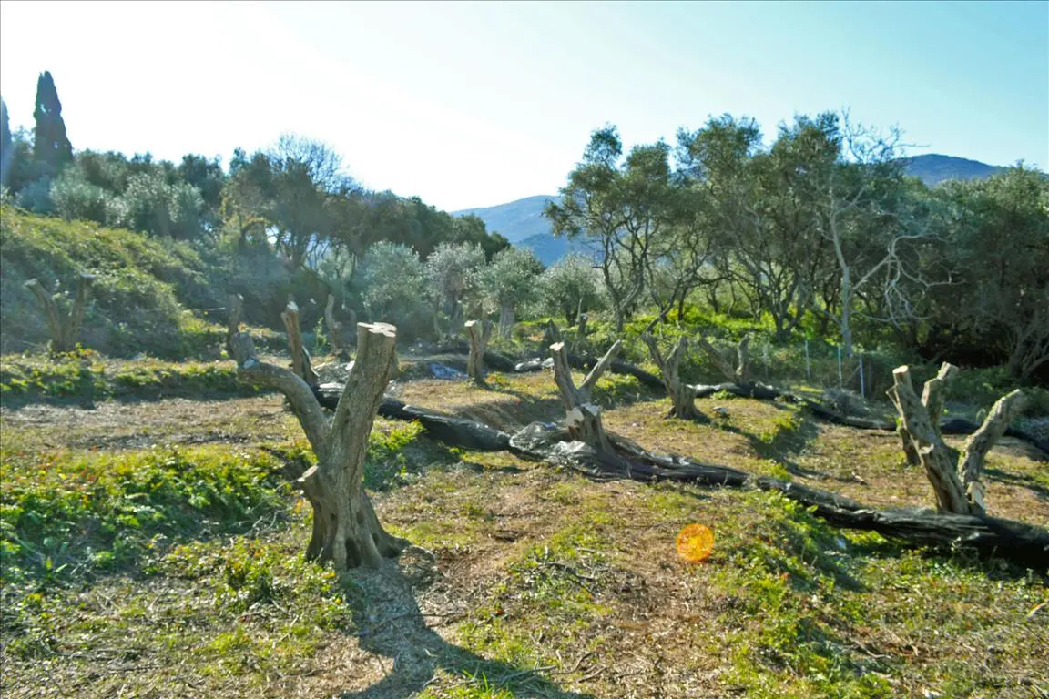 Land Of 4160 M² In Corfu