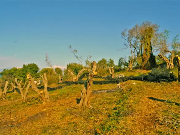 Land Of 4160 M² In Corfu