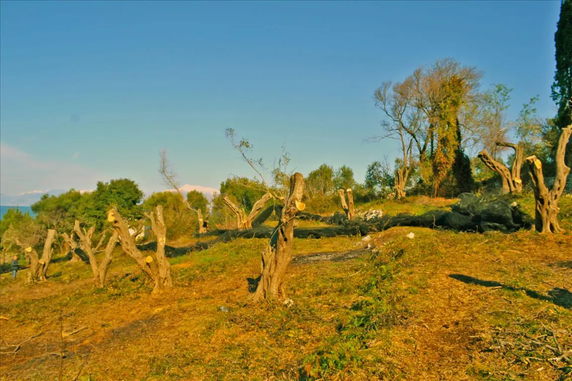Land Of 4160 M² In Corfu
