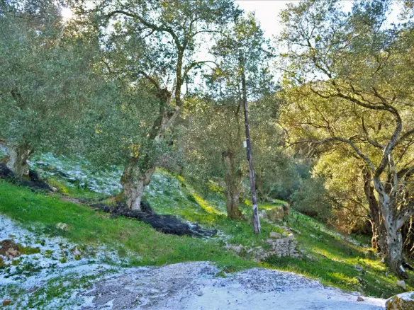 Land Of 7000 M² In Corfu