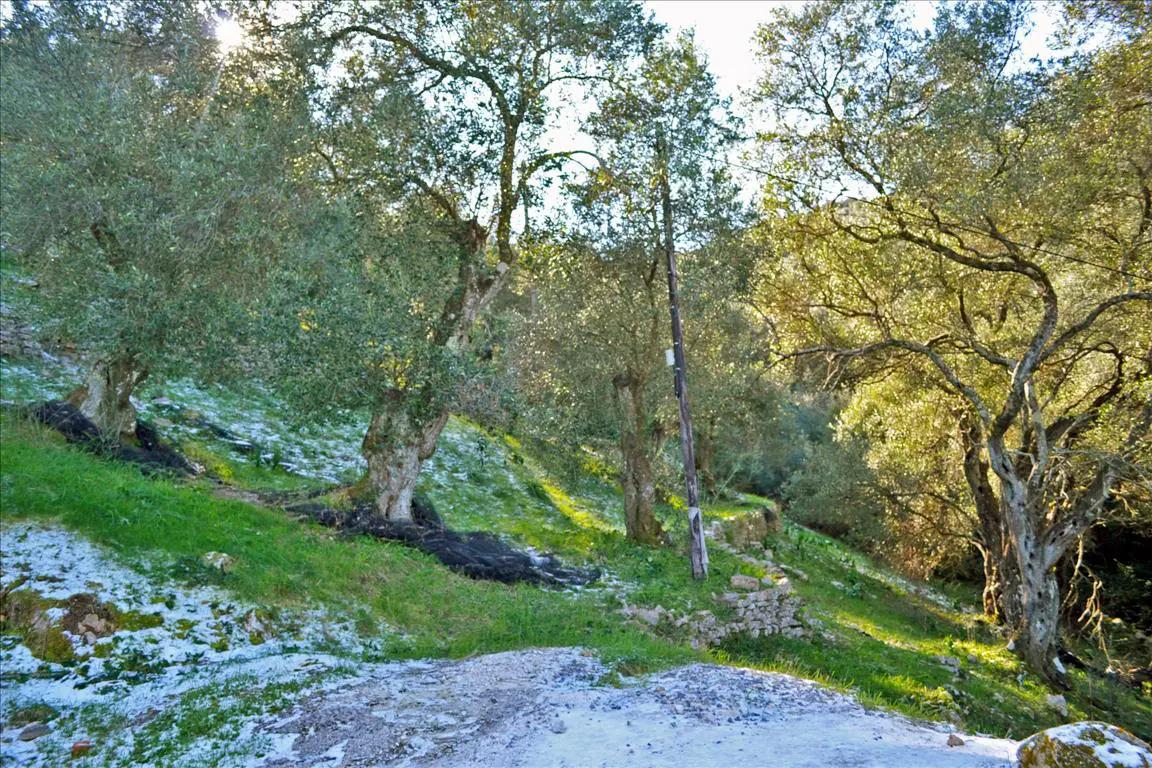 Land Of 7000 M² In Corfu