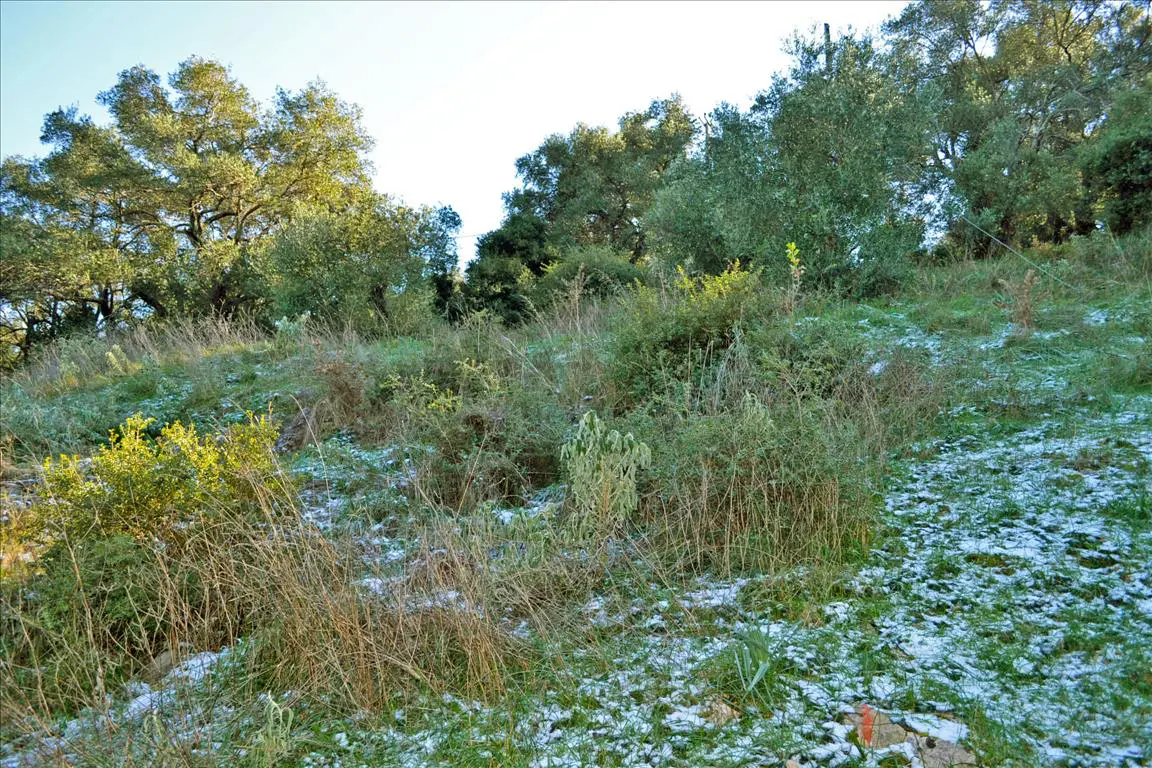 Land Of 7000 M² In Corfu