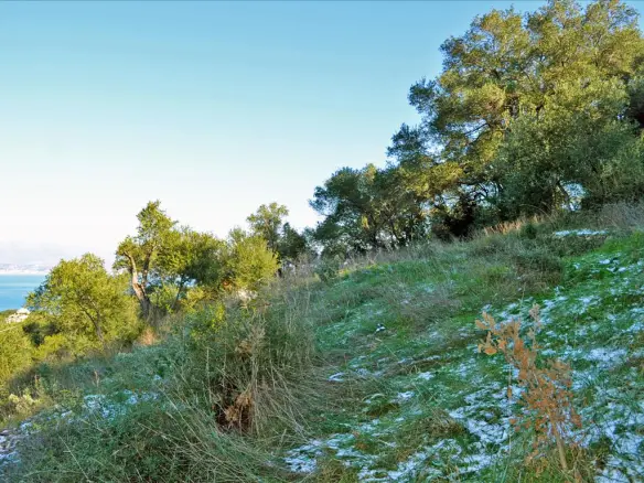 Land Of 7000 M² In Corfu