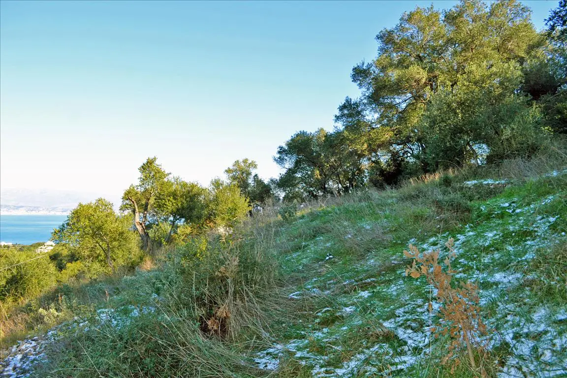 Land Of 7000 M² In Corfu