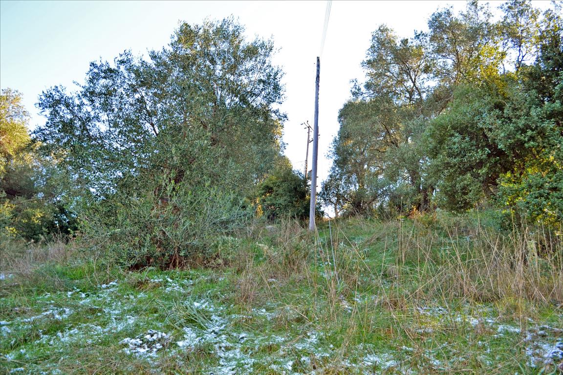 Land Of 7000 M² In Corfu