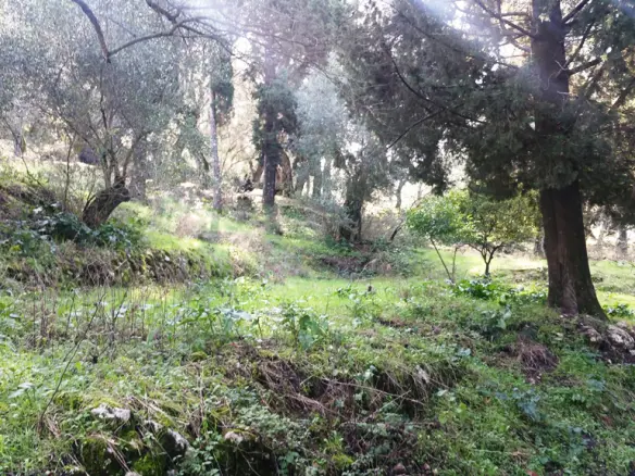 Land In Corfu, Greece (3.315 M²)