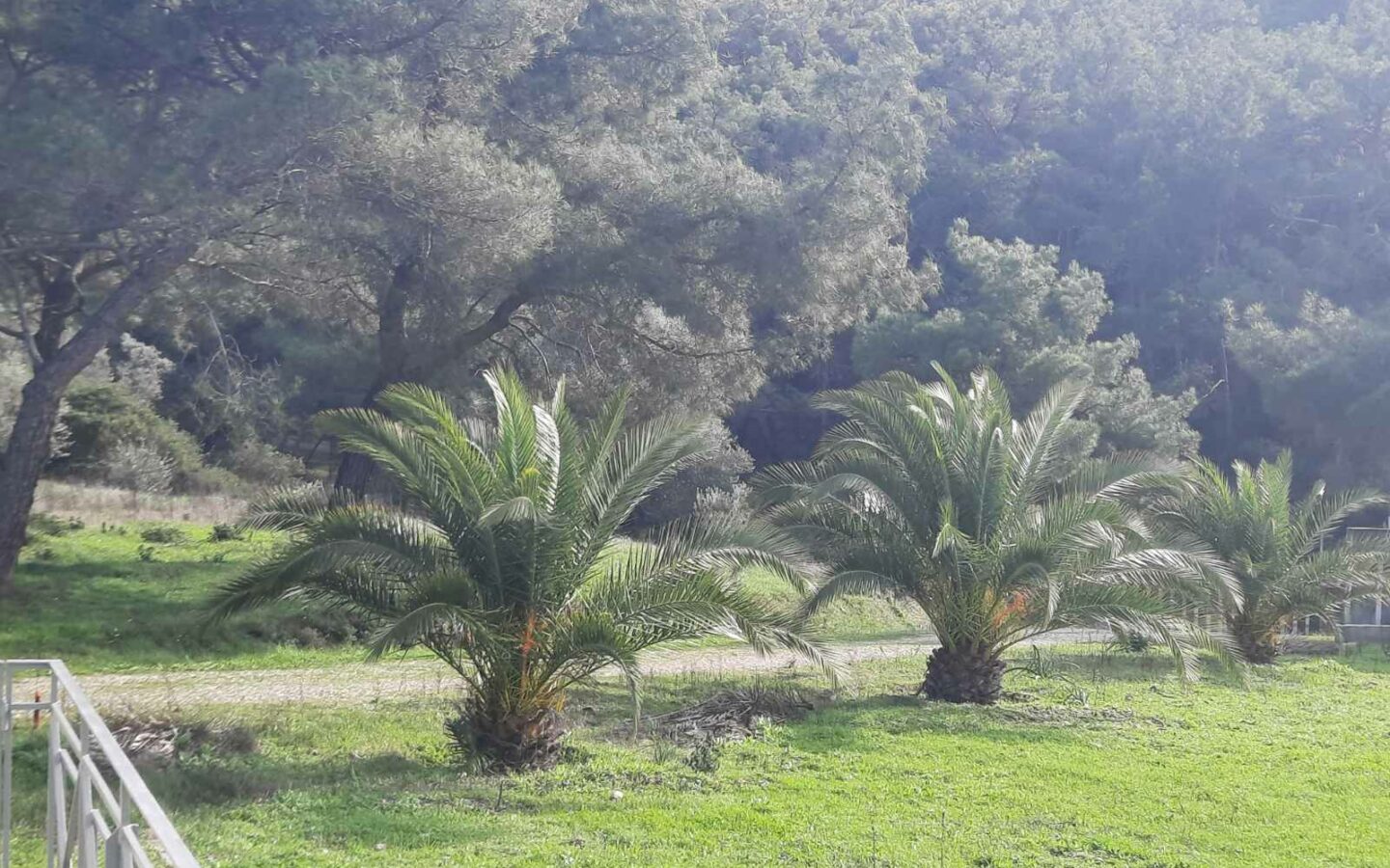 Equestrian Estate Of 119 M² With 20,000 M² Of Land And Olive Grove On Lesvos Island, Greece