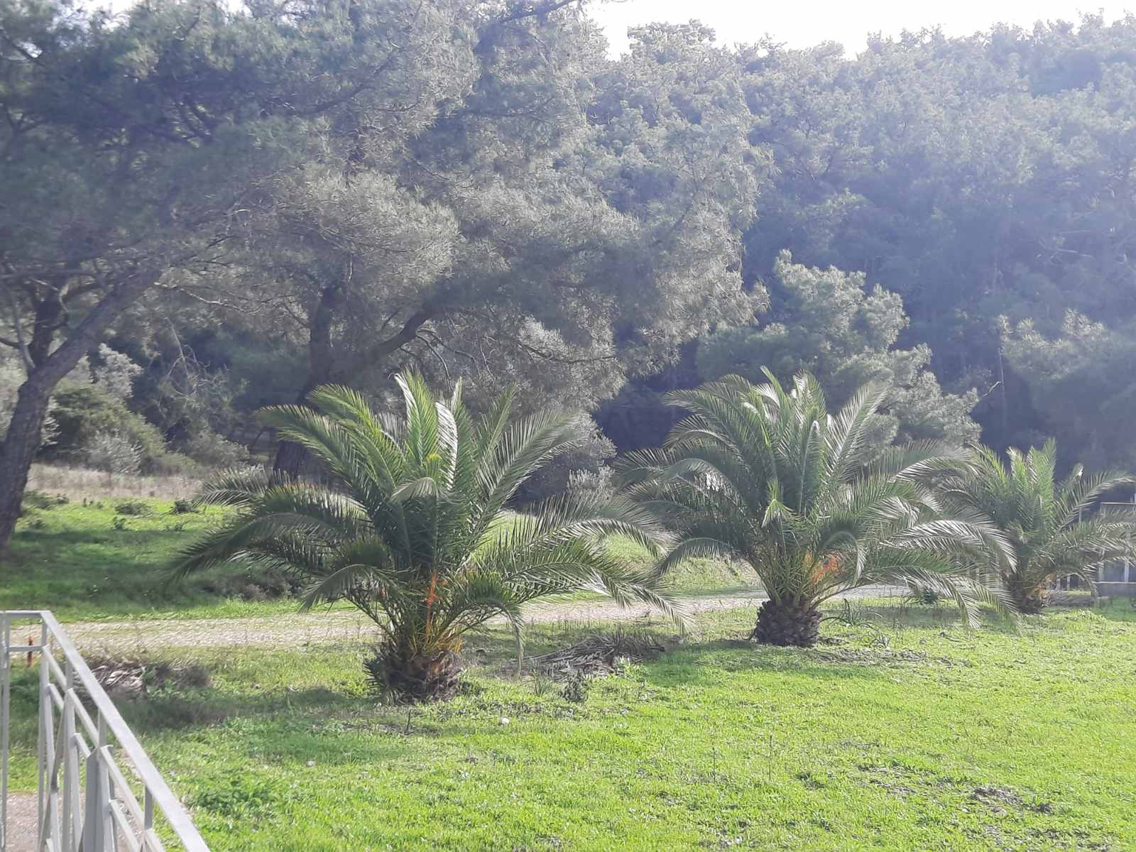 Equestrian Estate Of 119 M² With 20,000 M² Of Land And Olive Grove On Lesvos Island, Greece