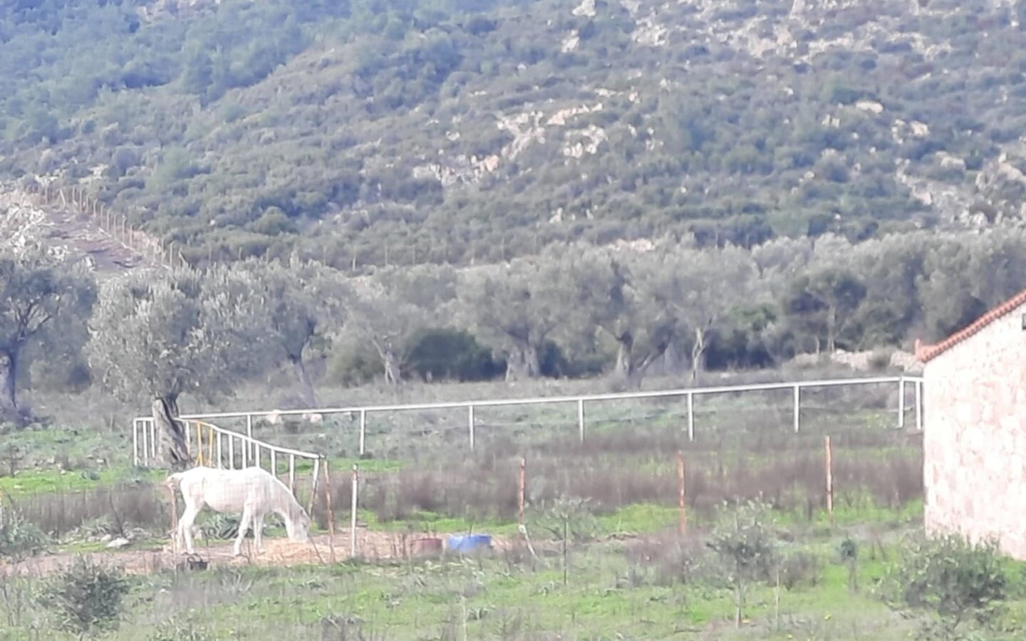 Equestrian Estate Of 119 M² With 20,000 M² Of Land And Olive Grove On Lesvos Island, Greece