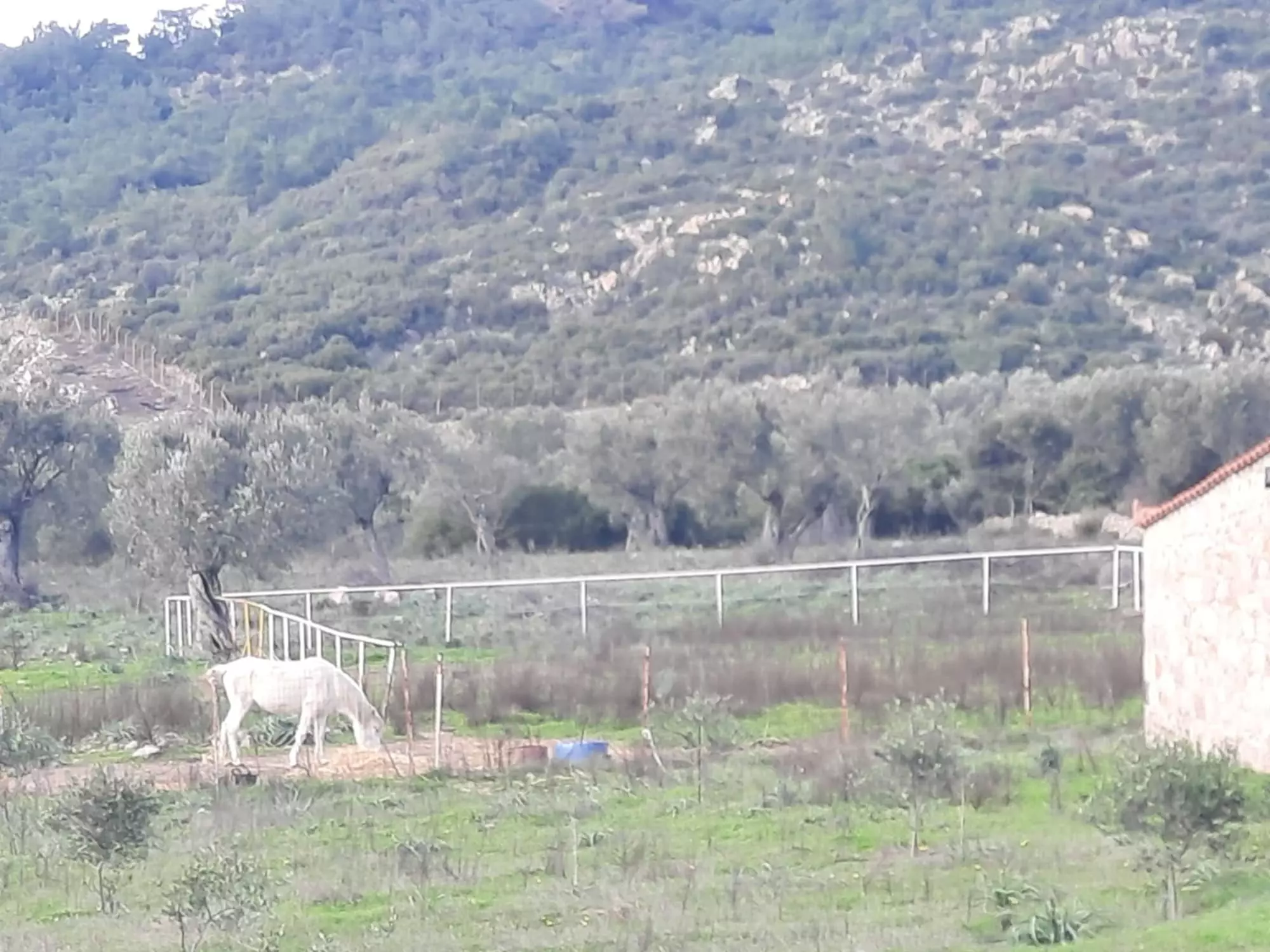 Equestrian Estate Of 119 M² With 20,000 M² Of Land And Olive Grove On Lesvos Island, Greece