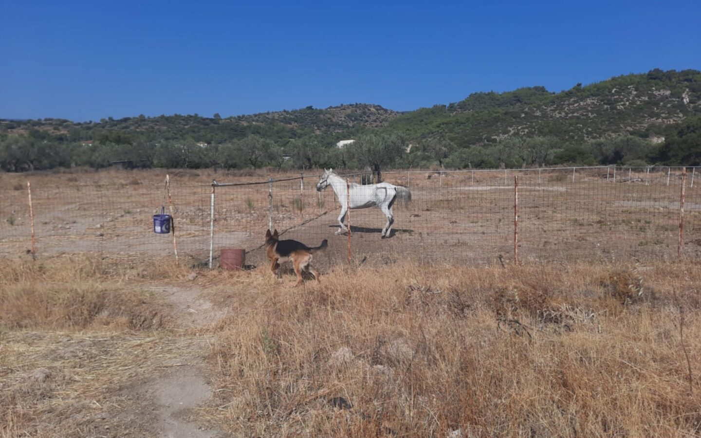 Equestrian Estate Of 119 M² With 20,000 M² Of Land And Olive Grove On Lesvos Island, Greece