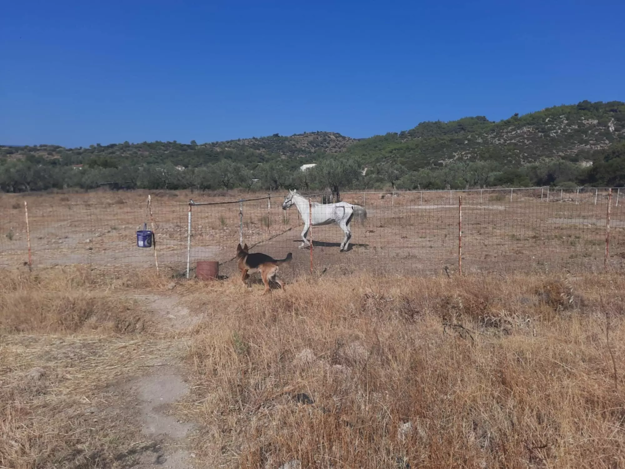 Equestrian Estate Of 119 M² With 20,000 M² Of Land And Olive Grove On Lesvos Island, Greece
