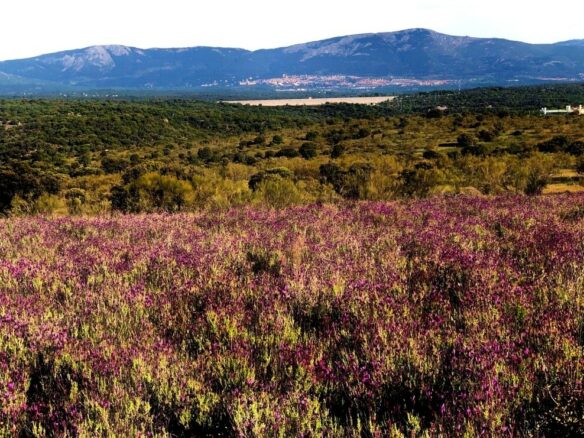 Exclusive 12.8-hectare Agricultural & Livestock Estate In The Guadarrama Natural Park – 35 Minutes From Madrid Airport