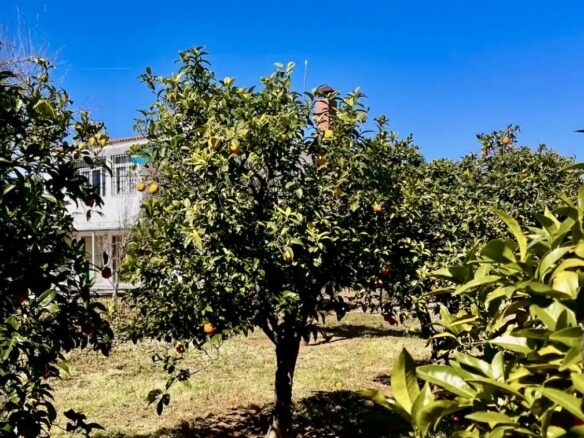 Villa Of 400 M² With Private Pool And 2,000 M² Plot Near Seville