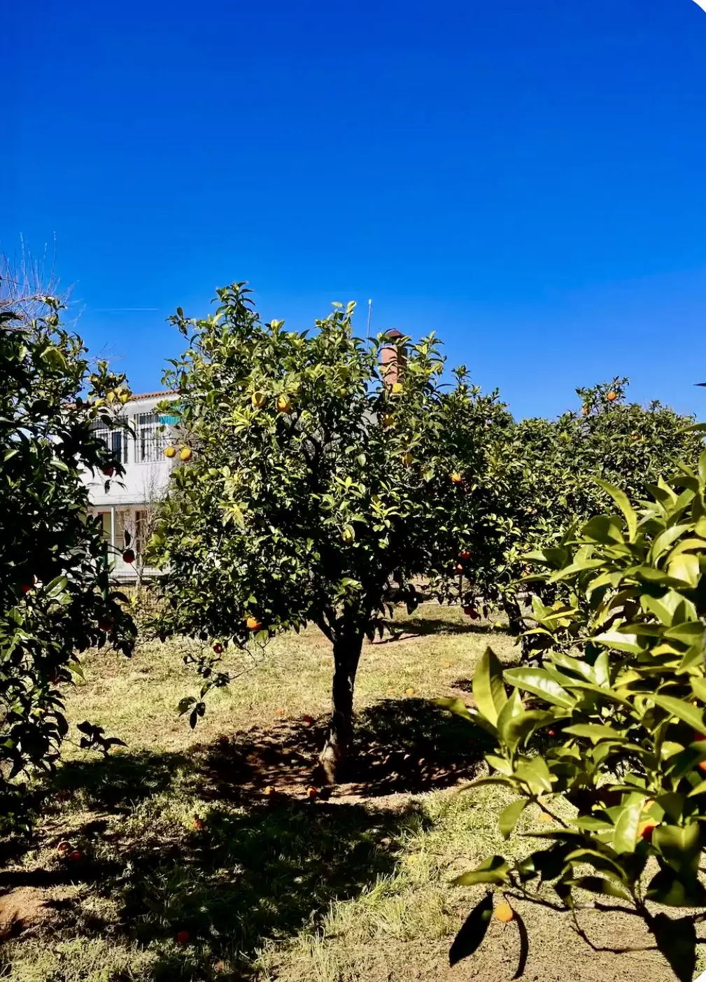 Villa Of 400 M² With Private Pool And 2,000 M² Plot Near Seville