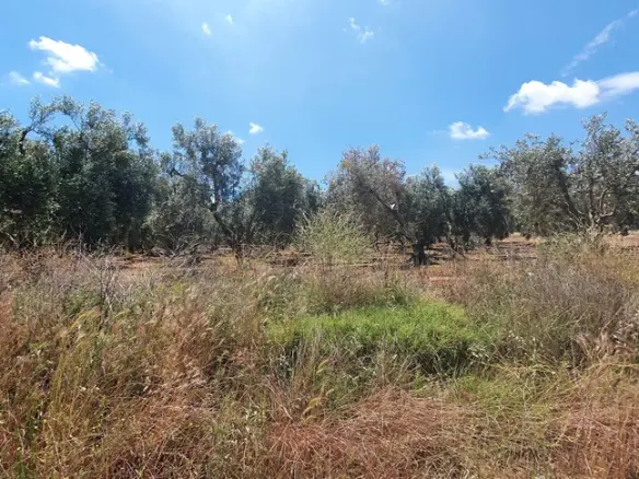 Land In Nea Propontida, Greece