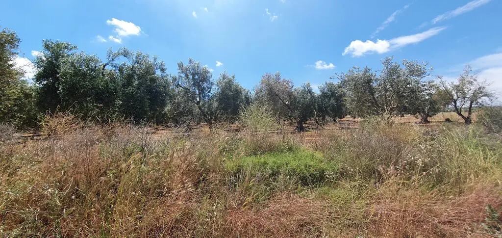 Land Of 18000 M² In Chalkidiki