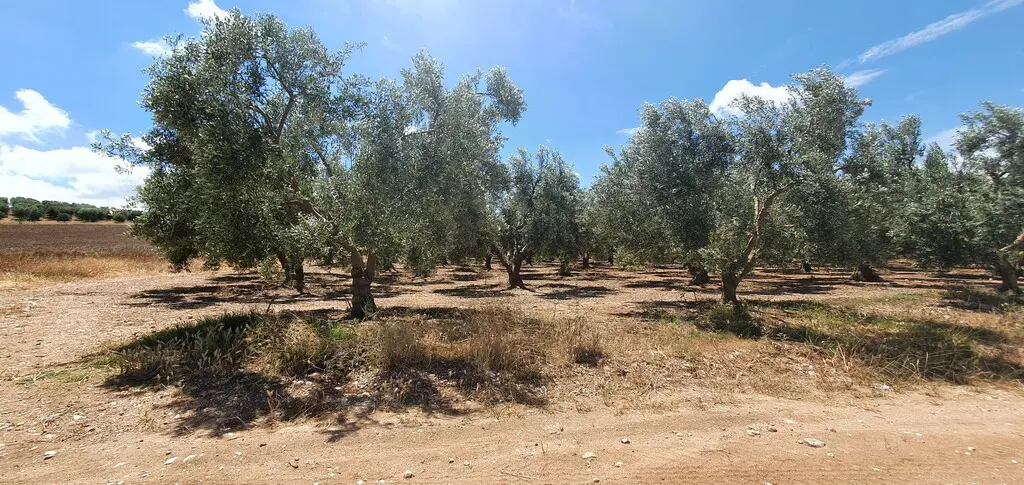Land Of 18000 M² In Chalkidiki