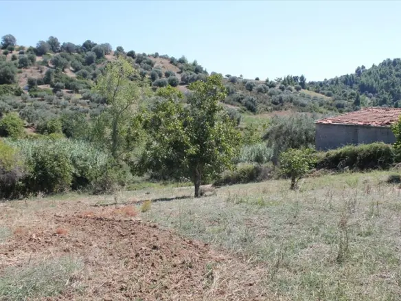 Land In Kassandra, Greece
