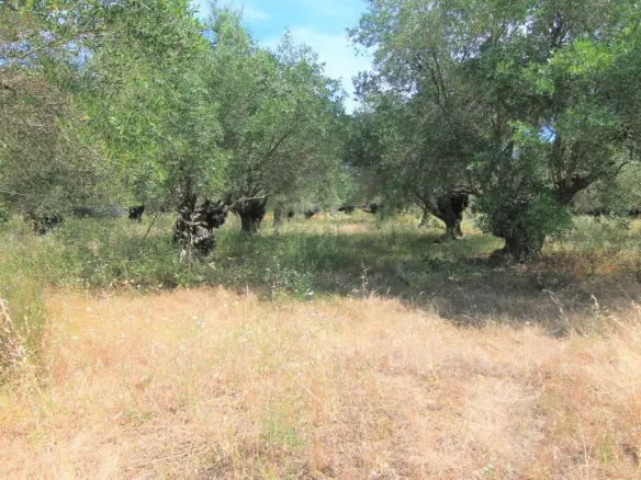 Land In Corfu, Greece