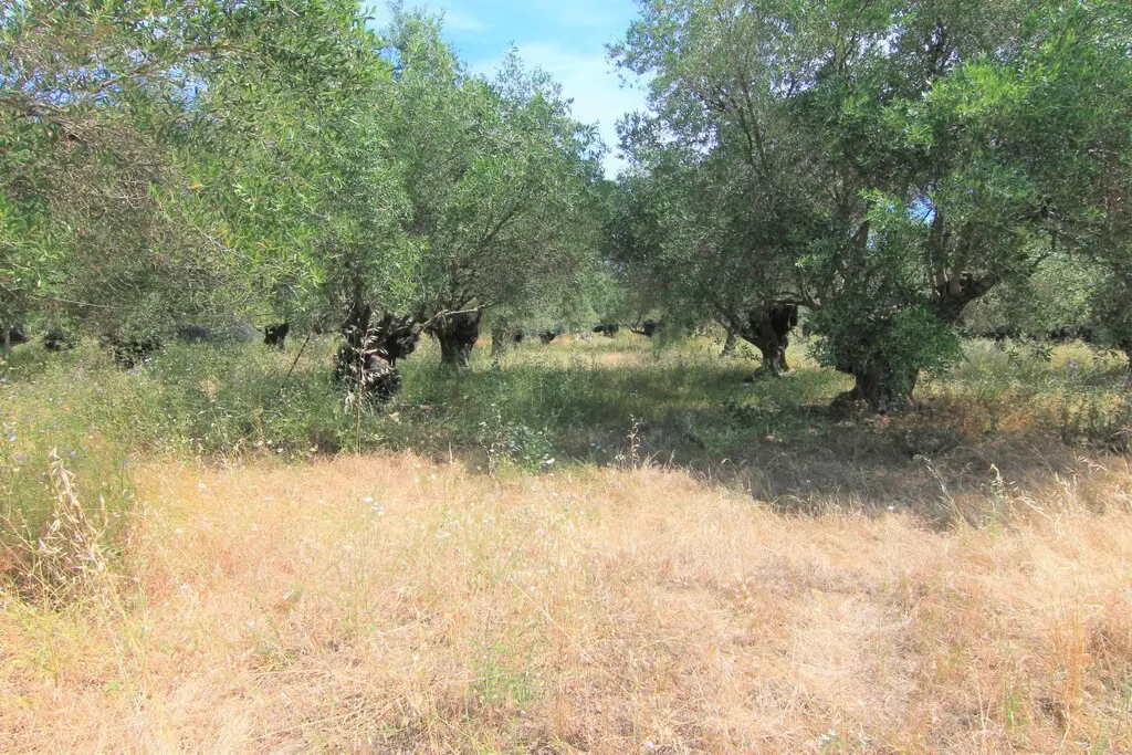 Land Of 10000 M² In Corfu