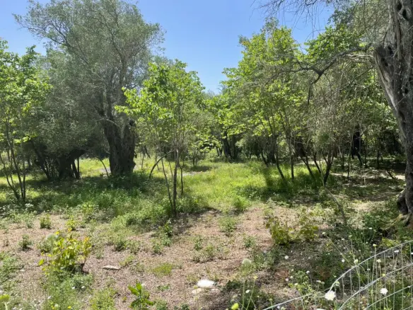 Land Of 1460 M² In Corfu