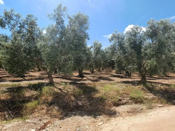Land In Nea Propontida, Greece
