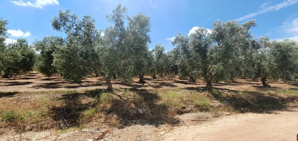 Land Of 18000 M² In Chalkidiki