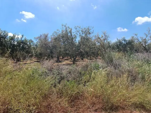 Land In Nea Propontida, Greece