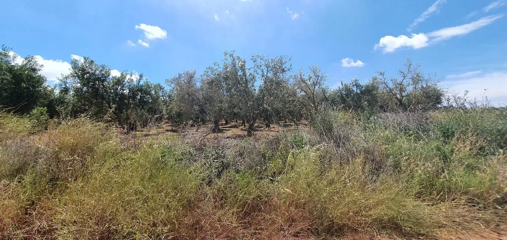 Land Of 18000 M² In Chalkidiki