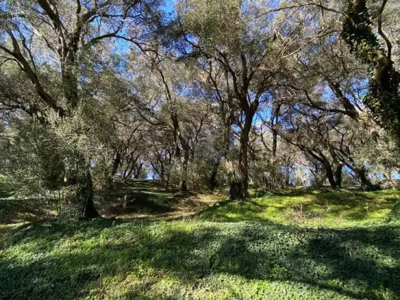 Land In Corfu, Greece