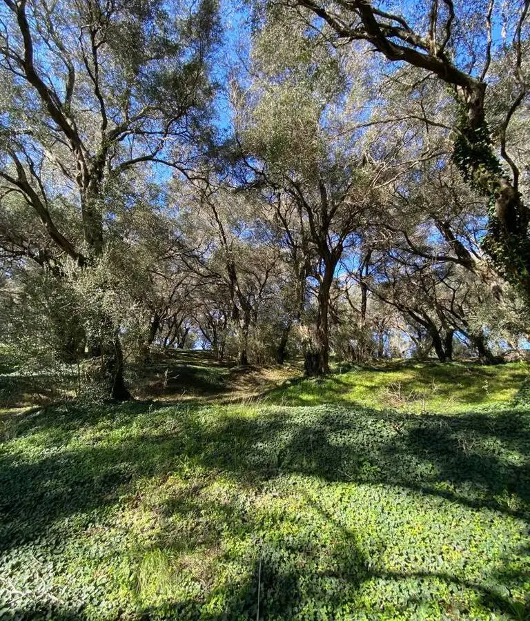 Land In Corfu, Greece