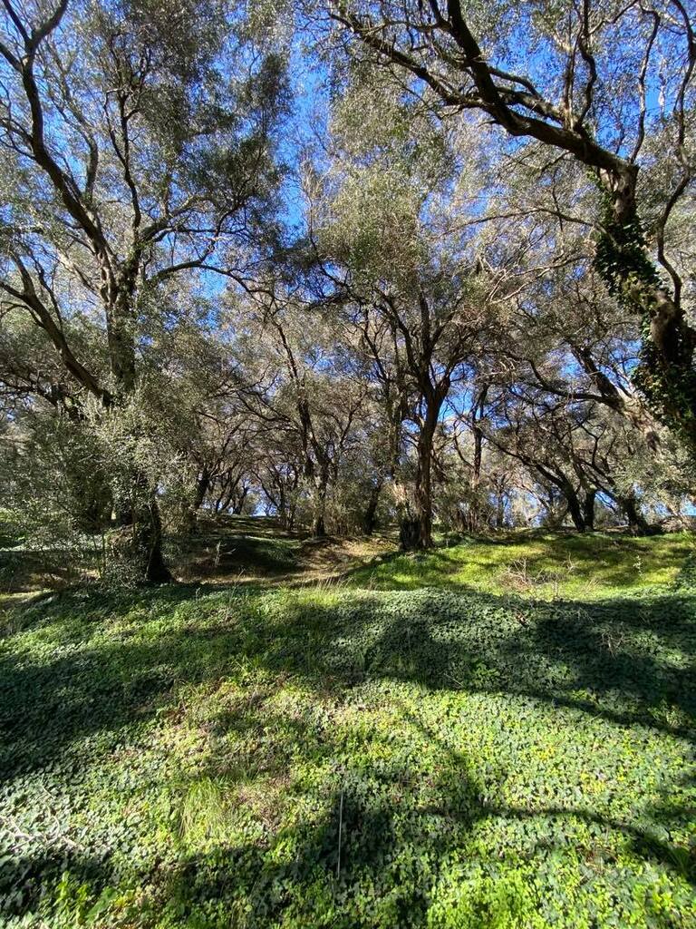 Land Of 95095 M² In Corfu