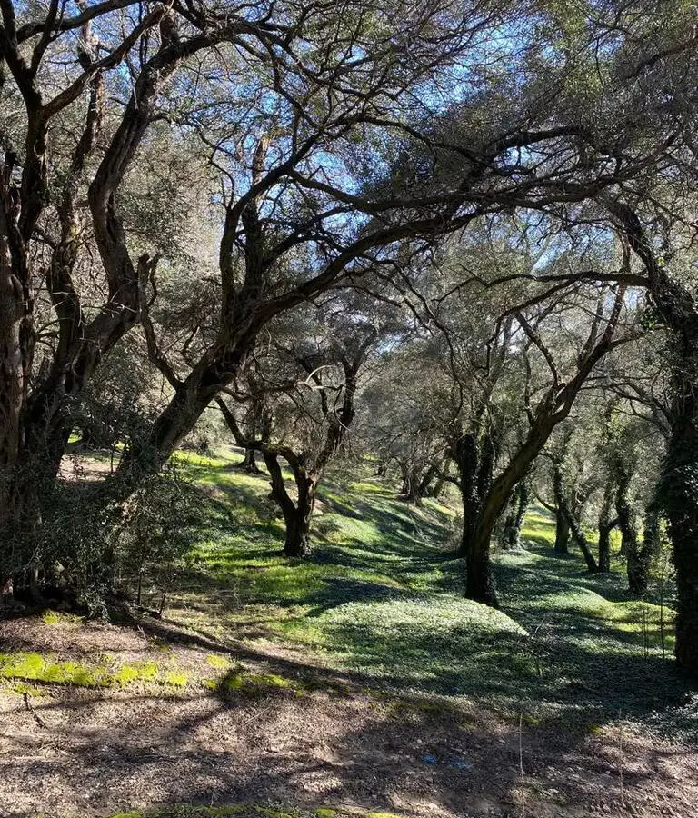 Land In Corfu, Greece