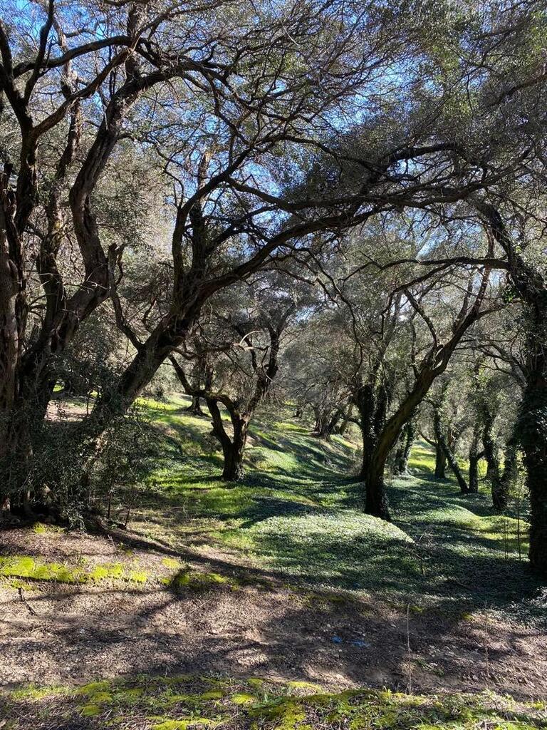 Land Of 95095 M² In Corfu