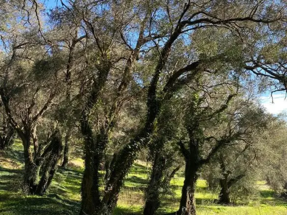 Land In Corfu, Greece