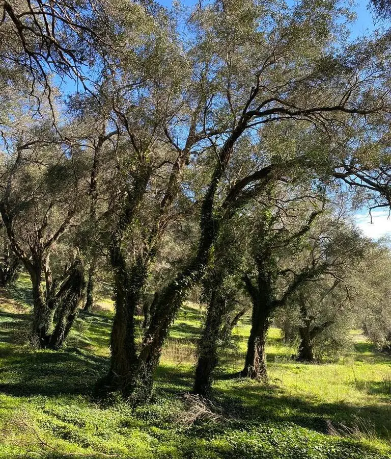 Land In Corfu, Greece