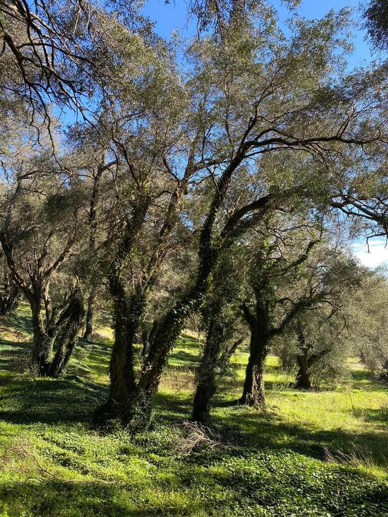 Land Of 95095 M² In Corfu
